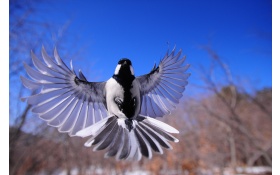 Bird Flapping Wings