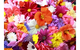 Colorful HD Flowers