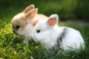 Cute Bunnies