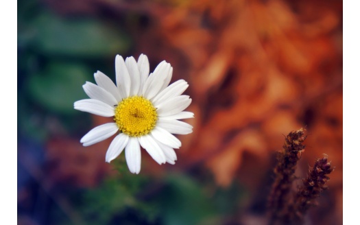 Daisy Flower Petals Close Up (click to view) HD Wallpaper