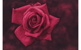 Pink Rose Flower Macro Photography