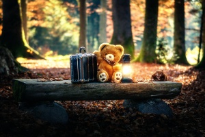 Teddy Bears Cute Alone in Forest